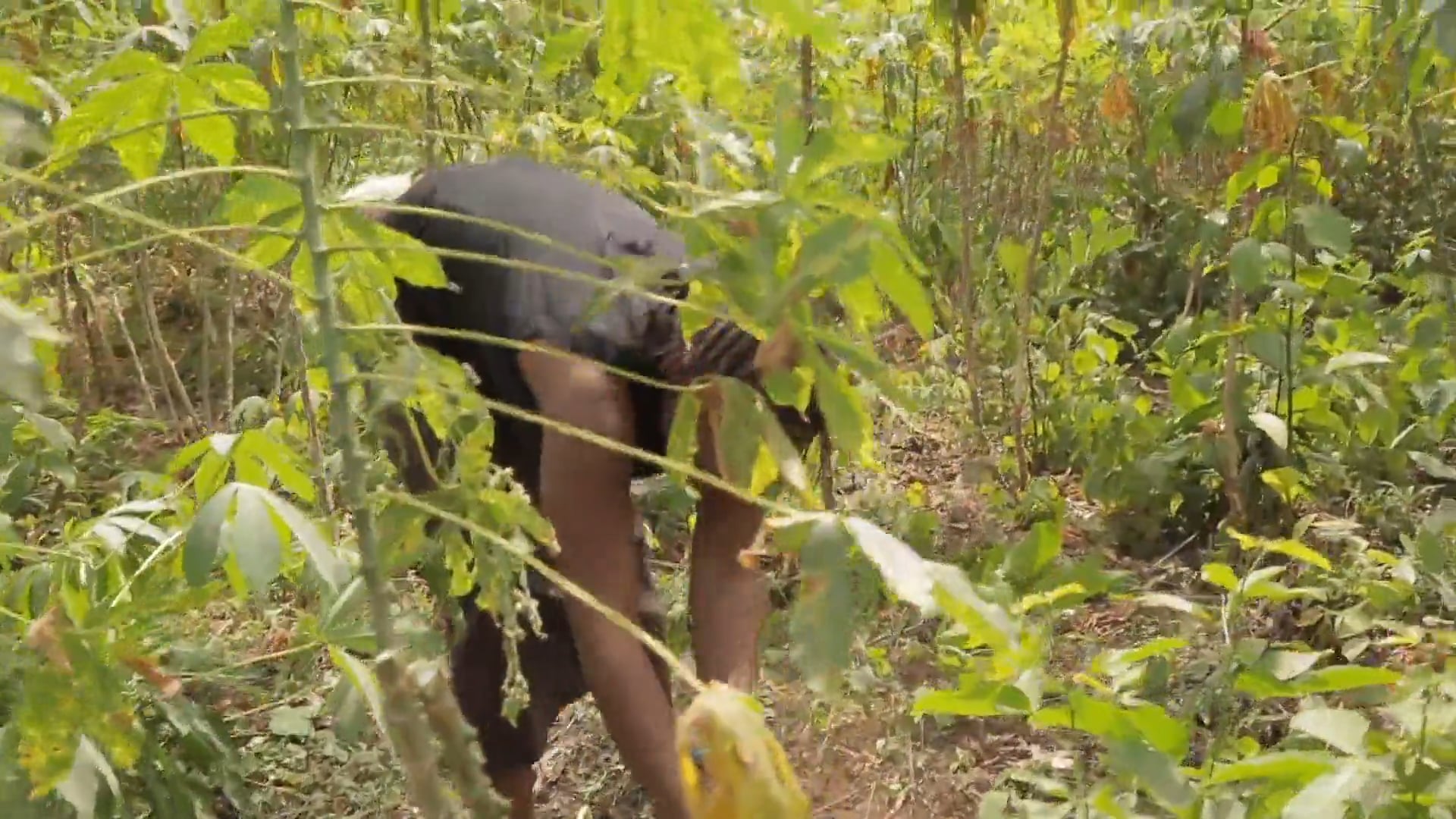 WEEPING FLOWER Part 1