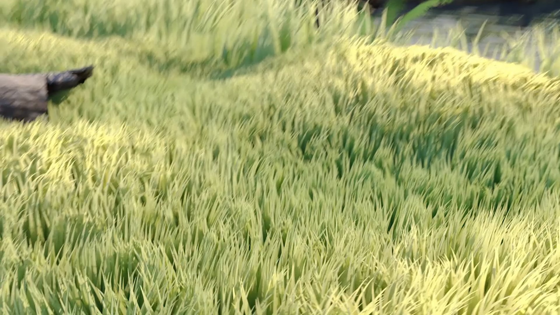 Dye Jr. Invitational: Lilly Harmon