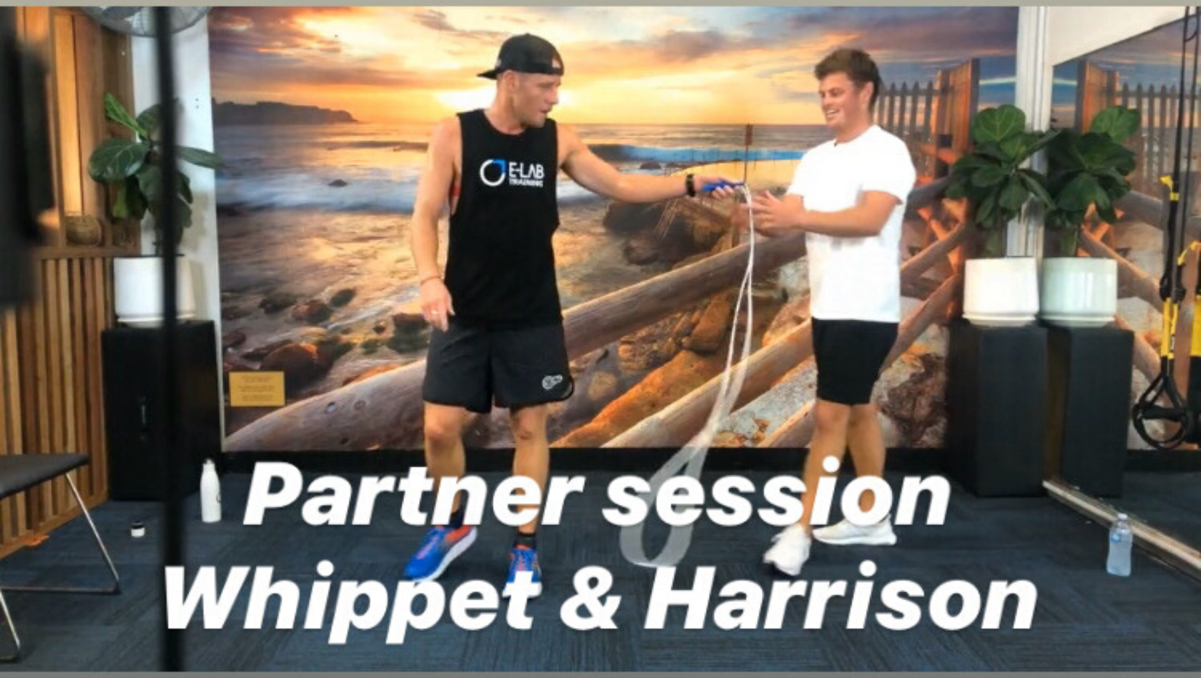 HIIT - WHIPPET & HARRISON 