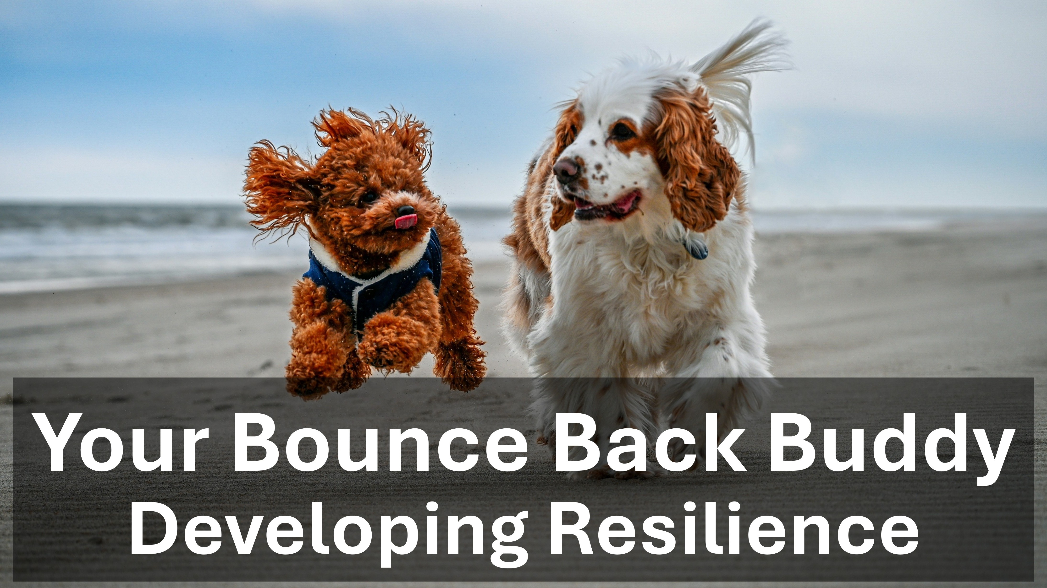 Developing Resilience: Your Bounce Back Buddy