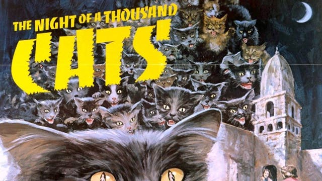 The Night of a Thousand Cats