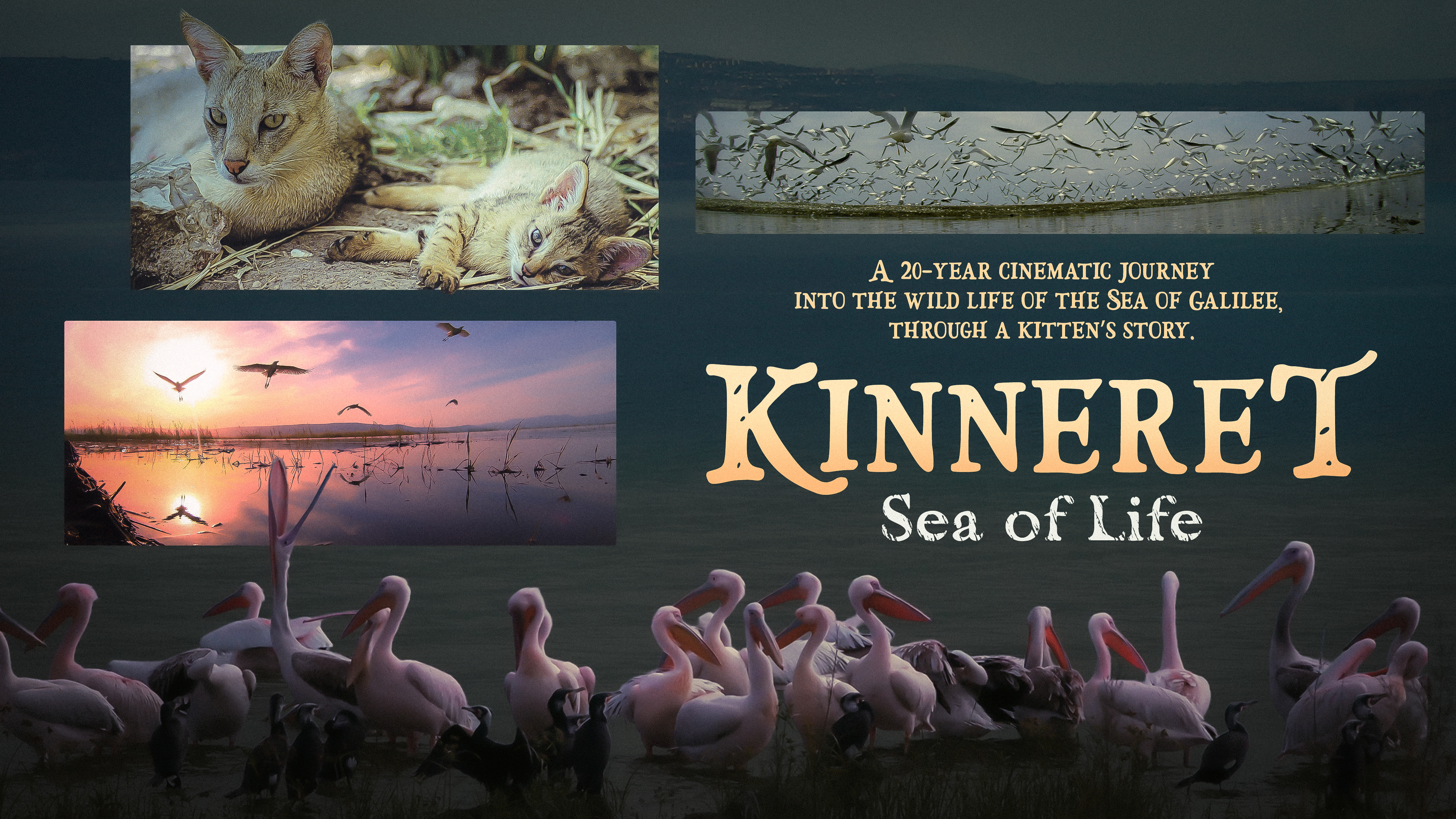 Kinneret: Sea of Life