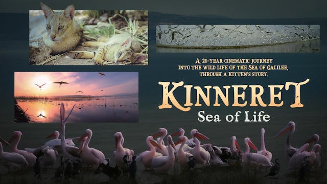 Kinneret: Sea of Life