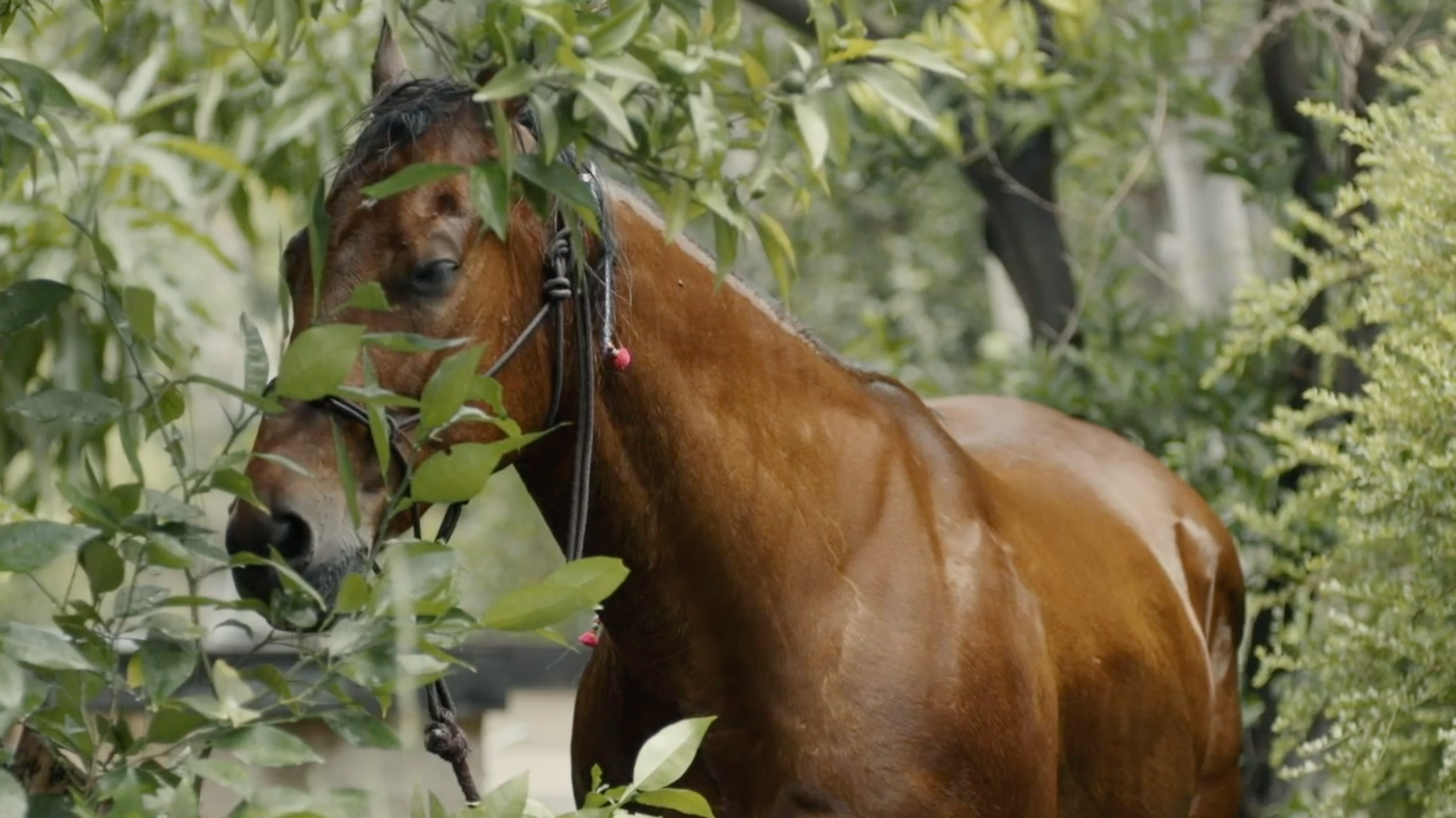 My Life in 60 Seconds - Season 2, Episode 8 - The Horse