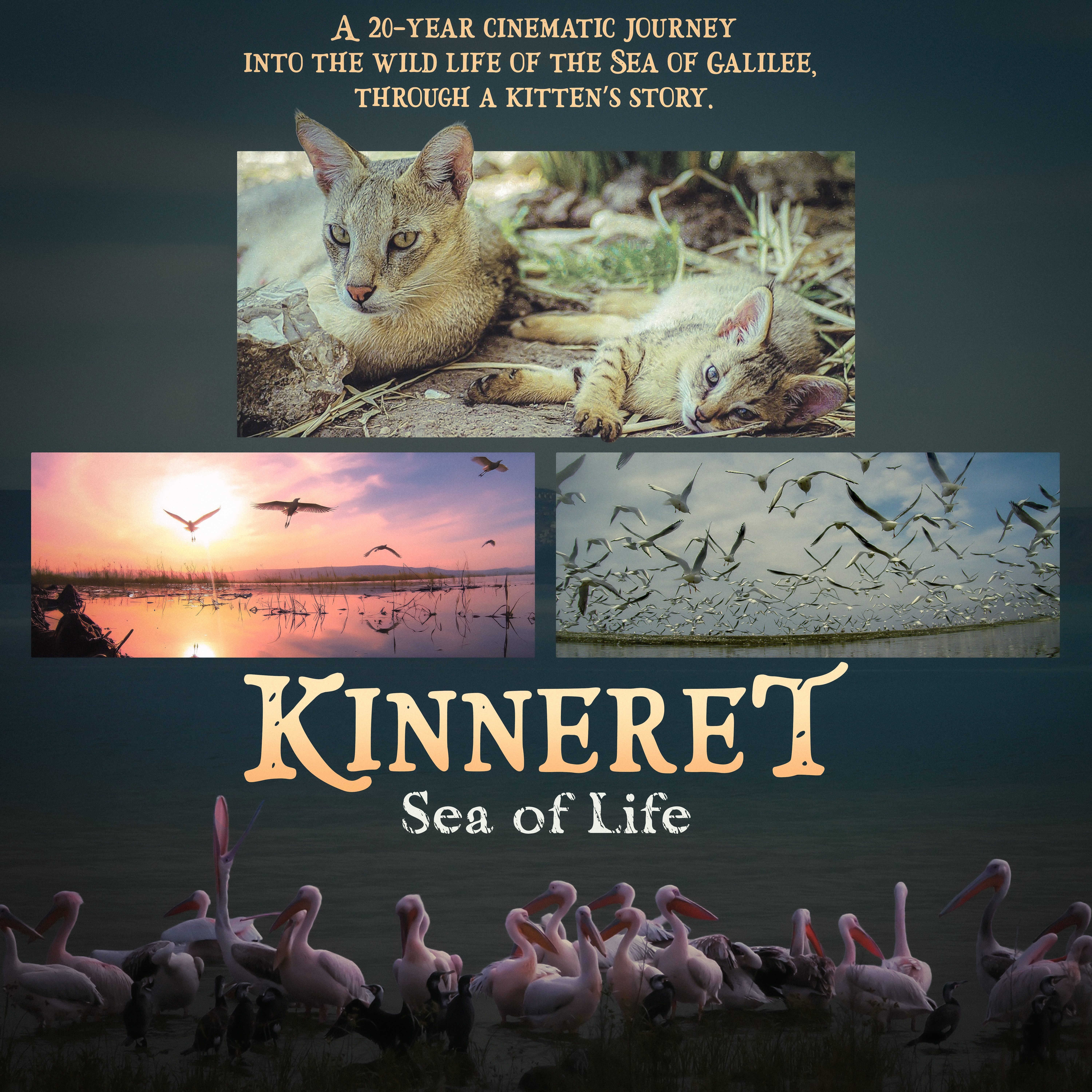 Kinneret: Sea of Life