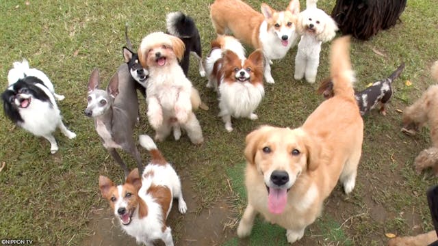 S1E3: I LOVE Everyone's Zoo