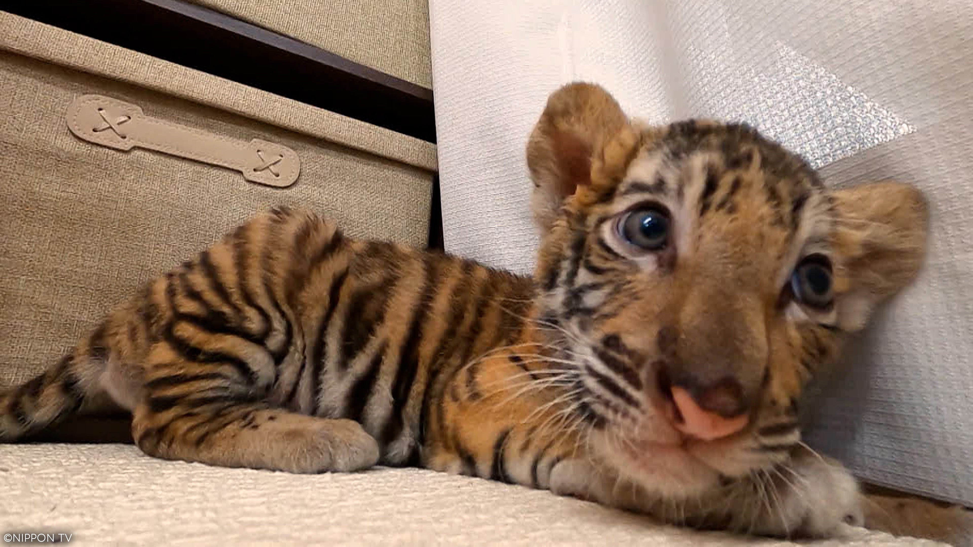 S1E4: I LOVE Everyone's Zoo