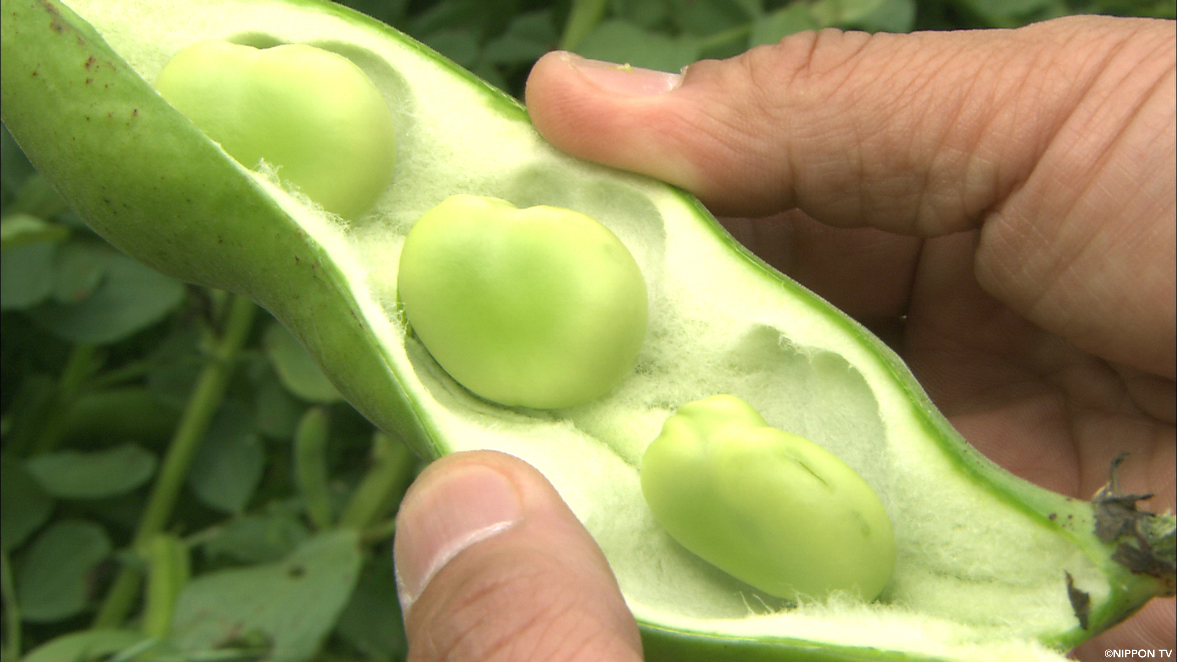 S1E259: Dining★Al Fresco