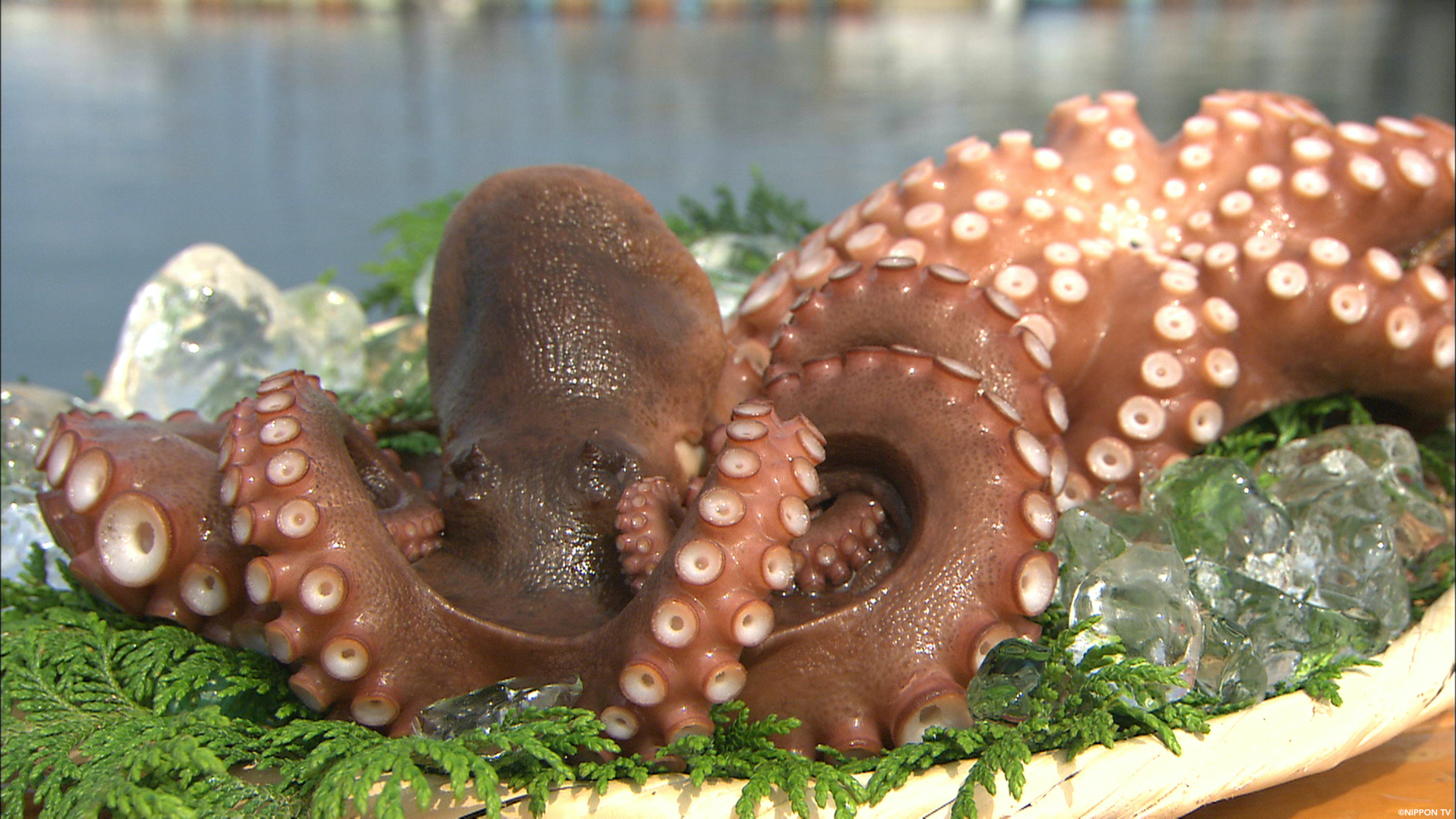 S1E266: Dining★Al Fresco