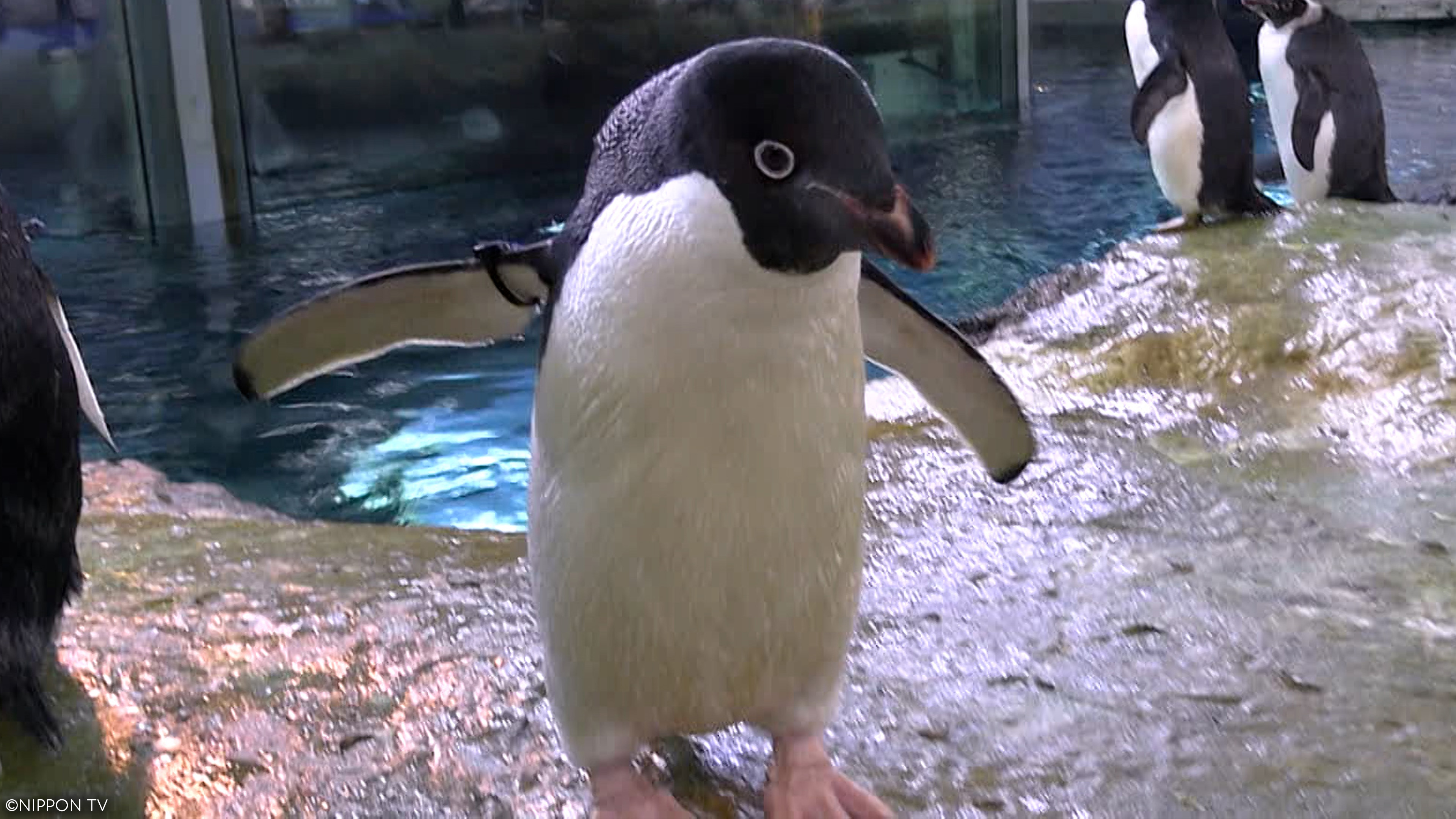  S1E9: I LOVE Everyone's Zoo