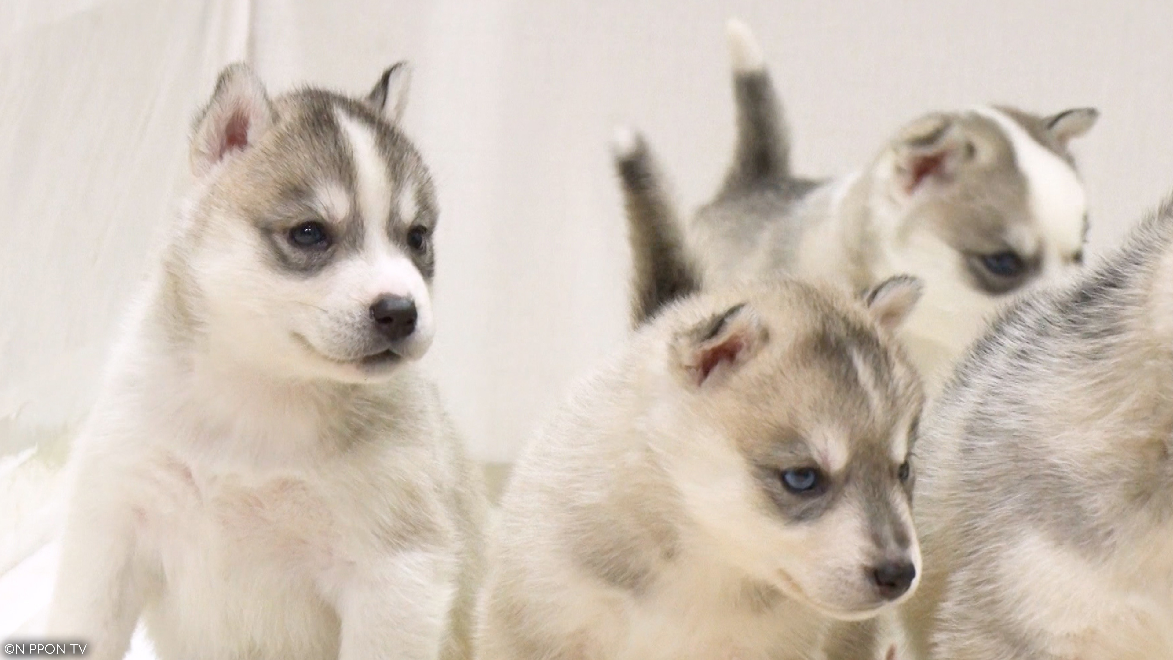 S1E11: I LOVE Everyone's Zoo