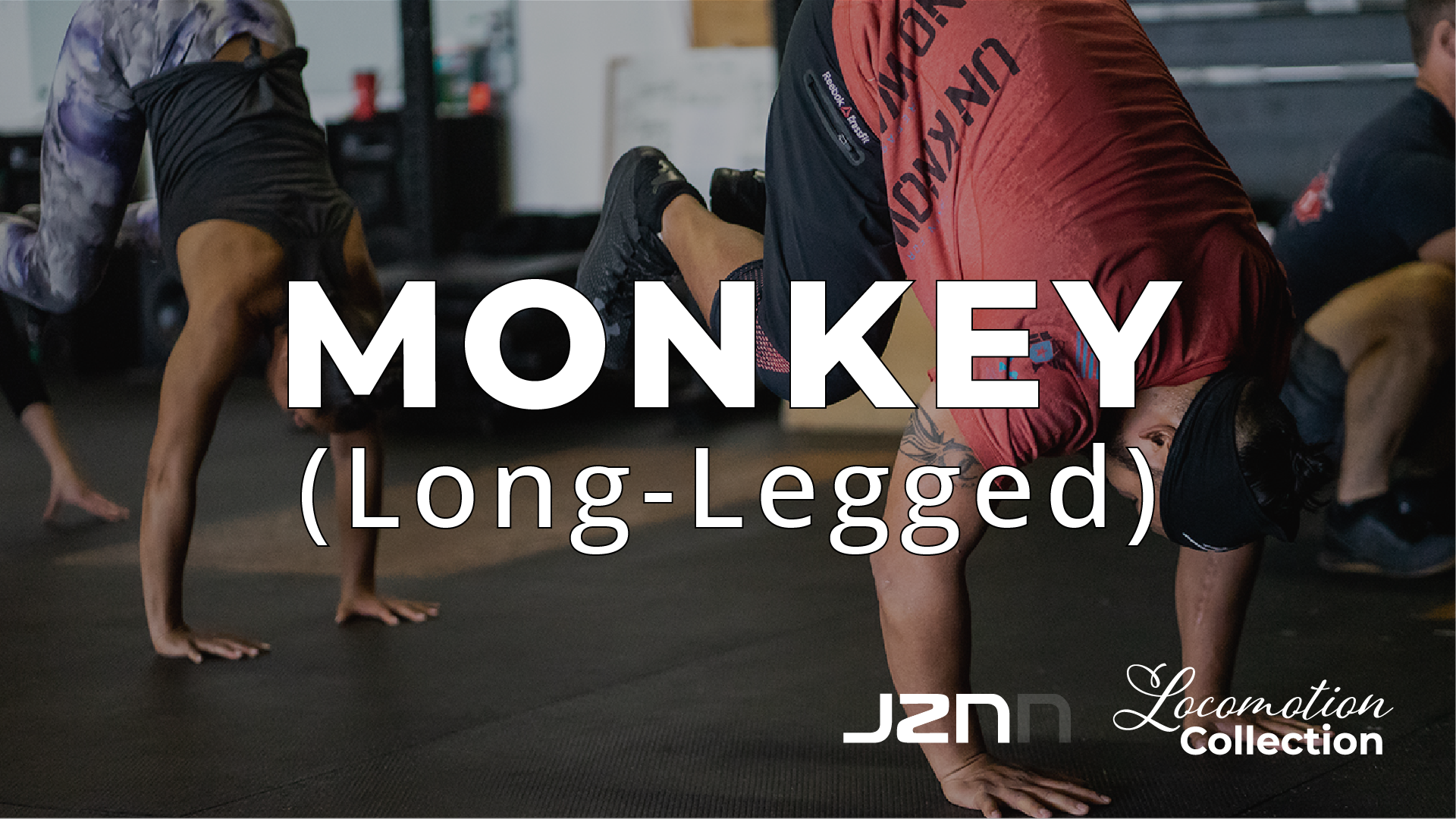 Monkey - Long Legged