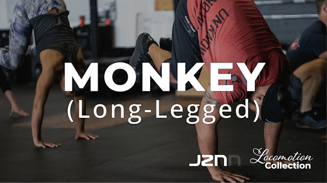 Monkey - Long Legged