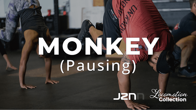 Monkey - Pausing
