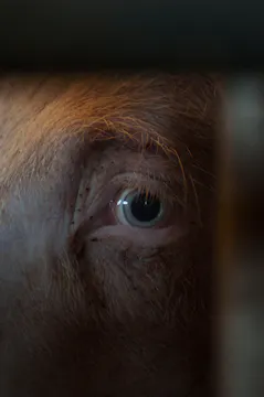 Facing Animals