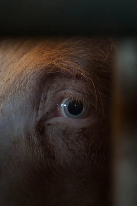 Facing Animals