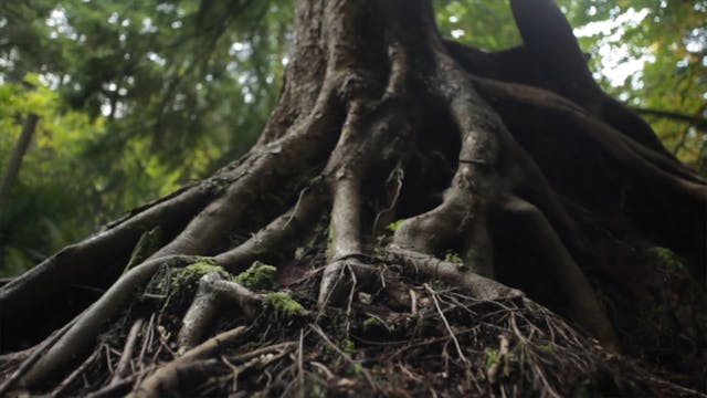 obedience - lesson 16 - forgiveness HD