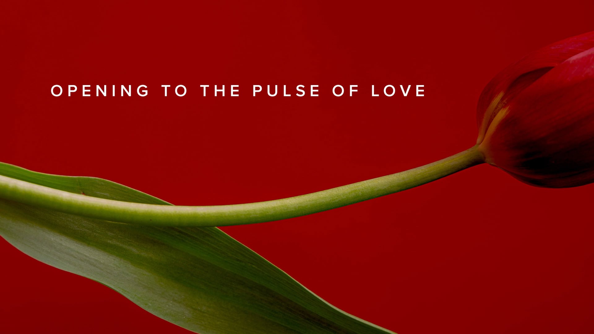 Practice - Opening to the Pulse of Love