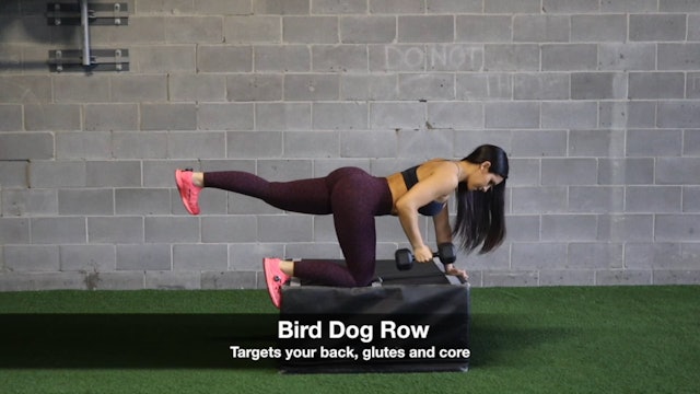 Bird Dog Row