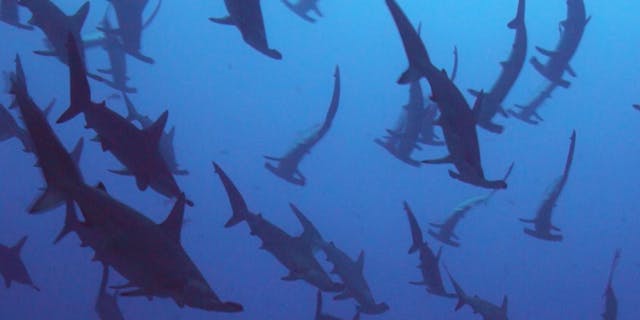 Journey to the Sea of Cortez