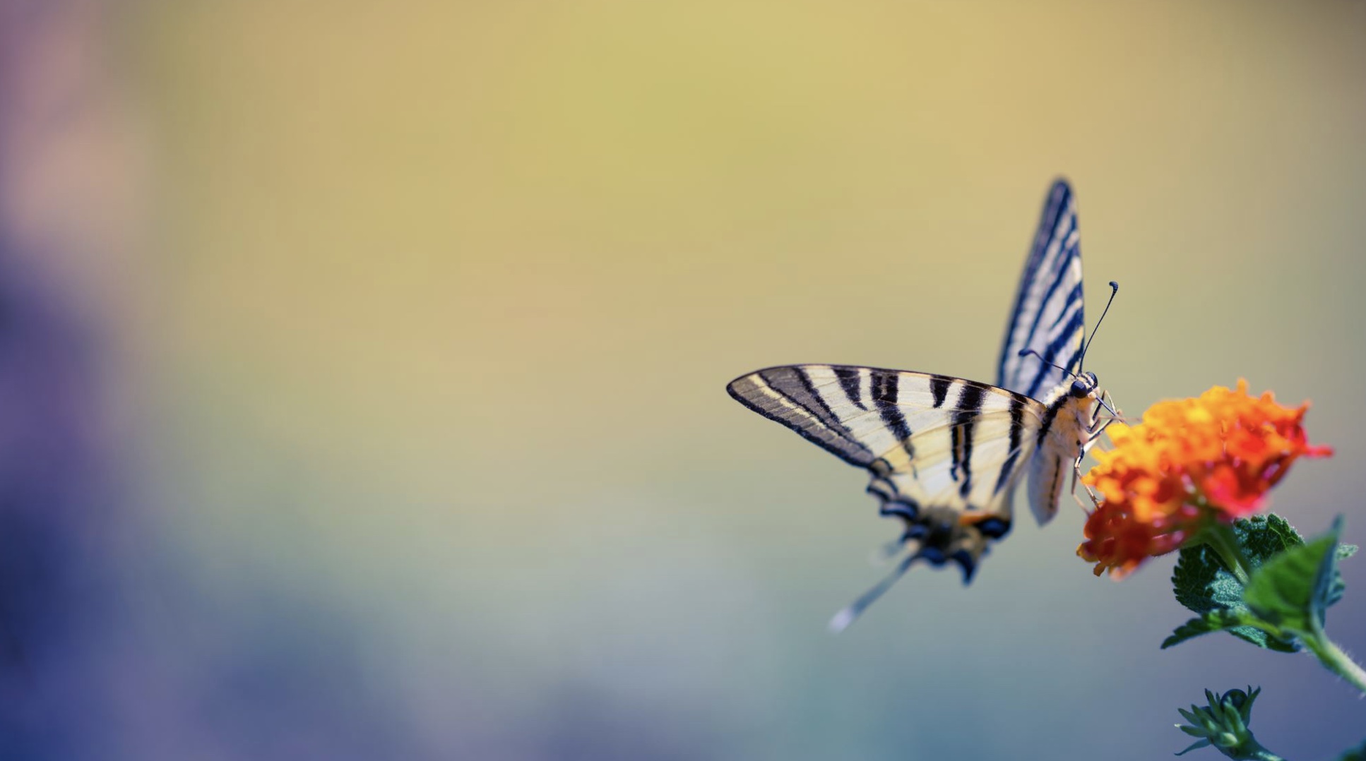 Metamorphosis: Supine Breathwork (32 min) 