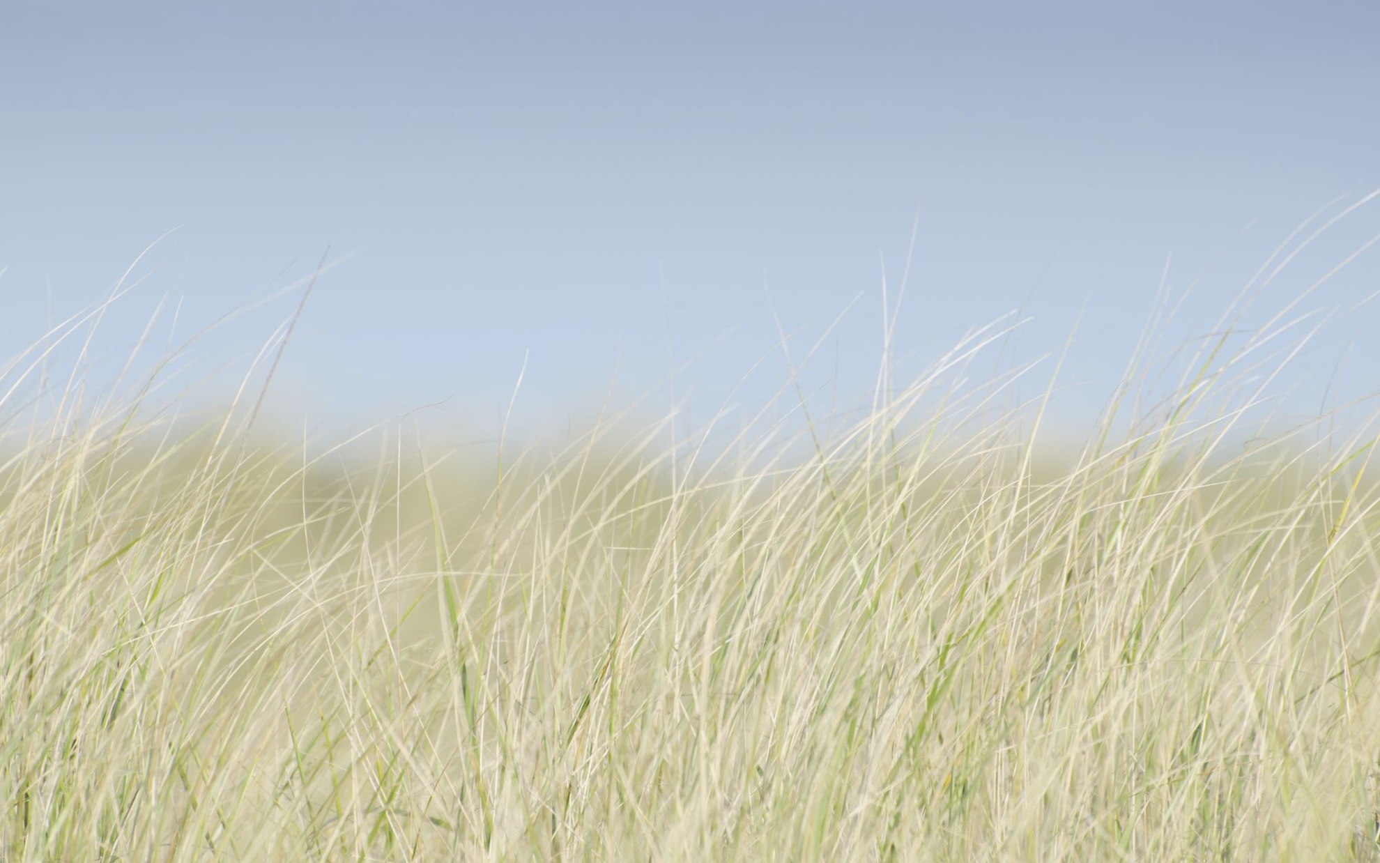 July 2: Breath Practice/Fascial Release into Hip Openers (30 min) 