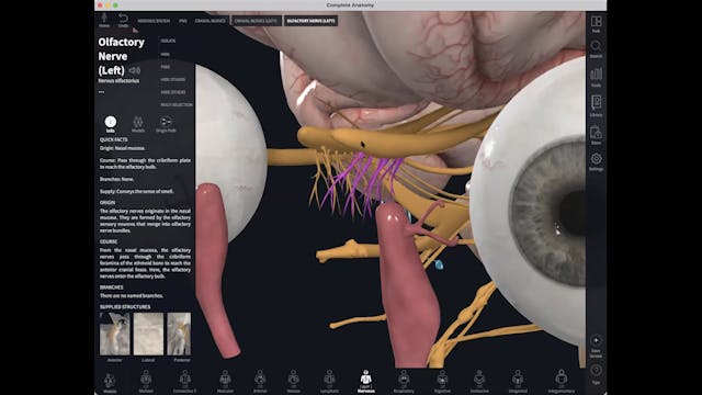 April 22: Anatomy of Smell + Pranayama 