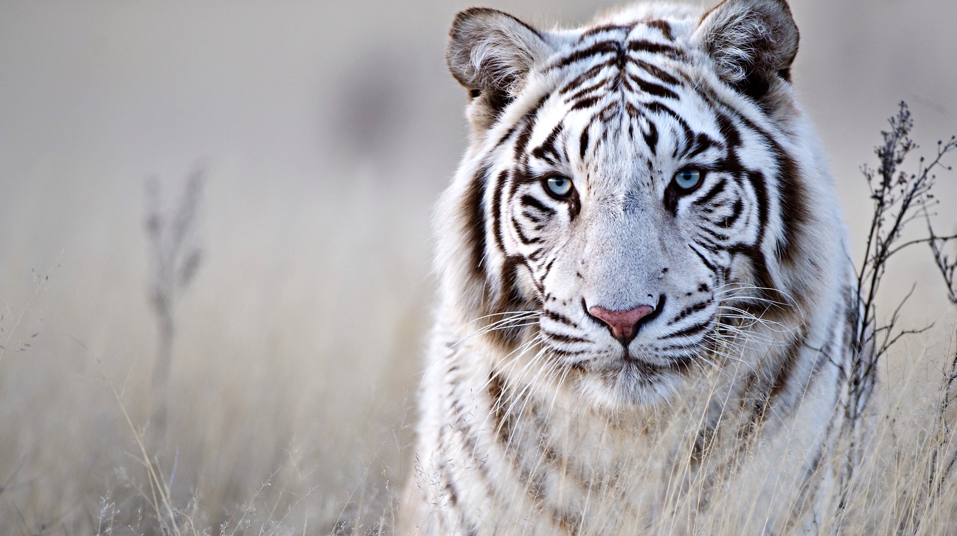 Apr 11: Mood-Changer Advanced Breath (33 min)