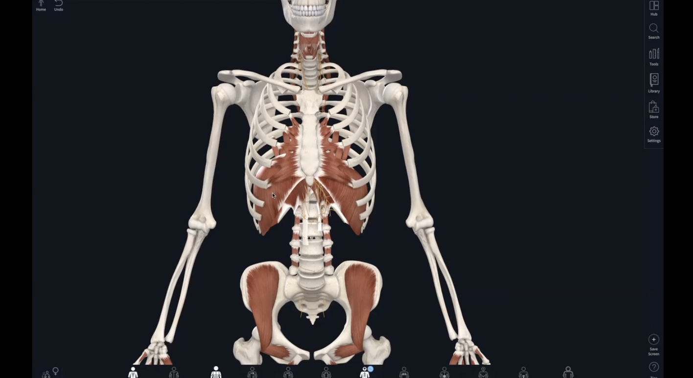 Why it Feels so Damn Good: Diaphragm & Autonomic NS 101 + Practice (30 min)