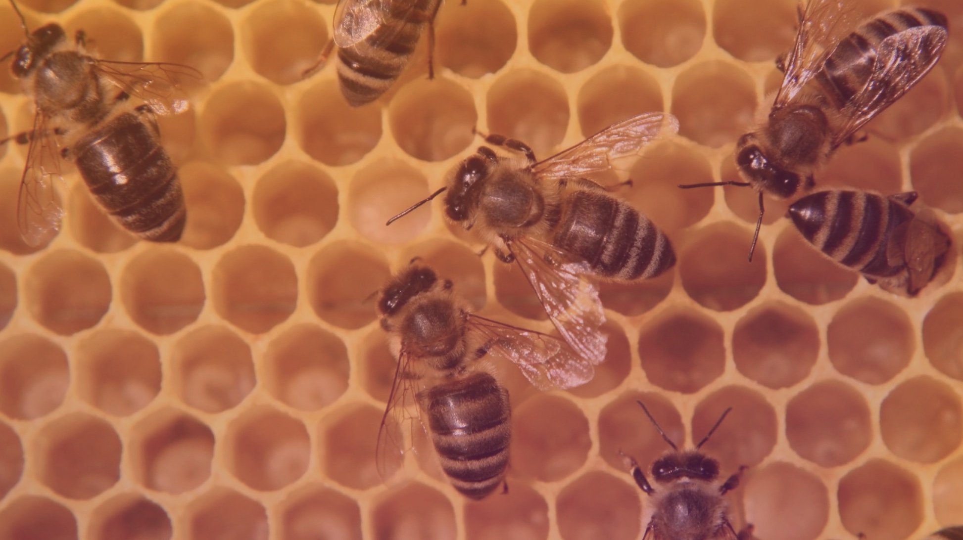 Sept 12: Honeybee Soothing Breathwork (32 min)