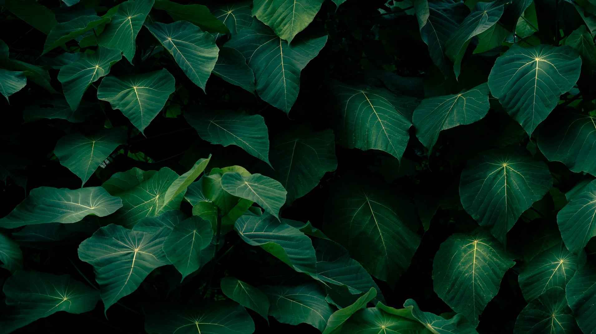 May 22: Advanced Breath for Mental Resilience (audio only)