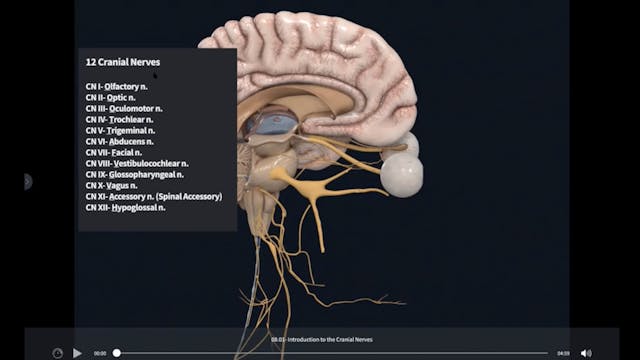 Day Three, Part Three: The 12 Cranial Nerves & Limbic System (42 min)