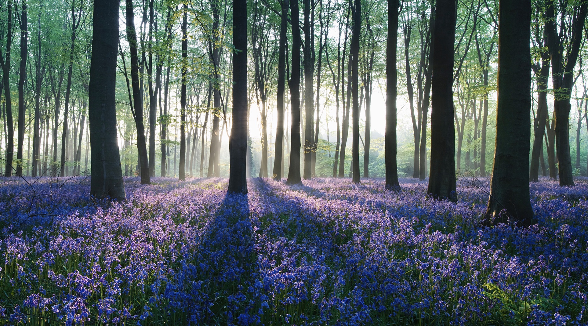 Apr 6: "Broadcast" & Manifest (Advanced Breath) 30 min