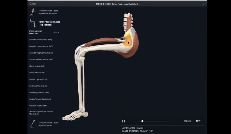 Nov 30: IT Band & TFL Anatomy + Asana