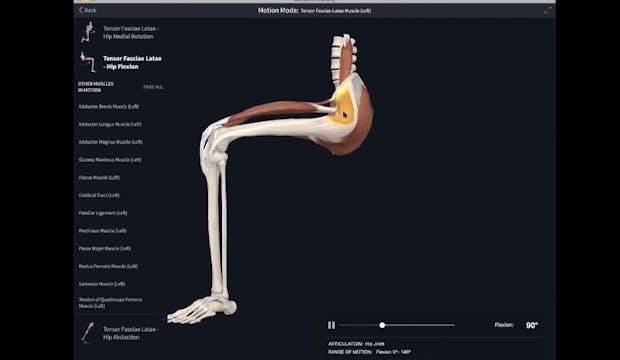 Nov 30: IT Band & TFL Anatomy + Asana