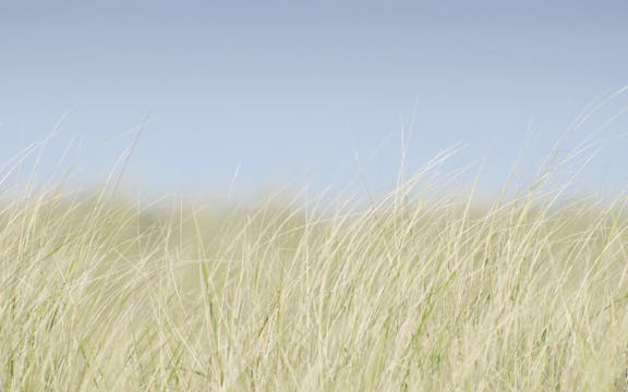 July 2: Breath Practice/Fascial Relea...