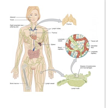 July 5: Lymphatic Flow + Hips