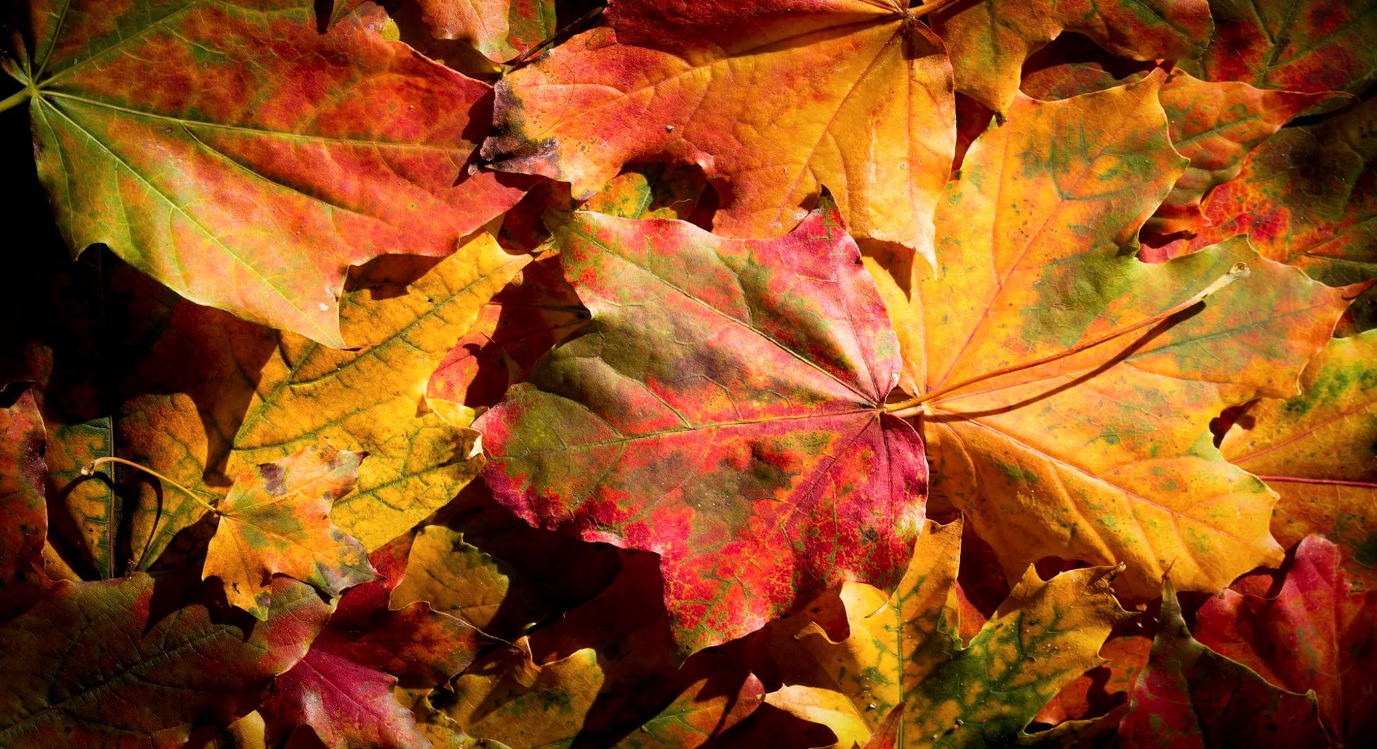 Oct 6: Autumn Warmth Breath: Spinal Flex Series (33 min)