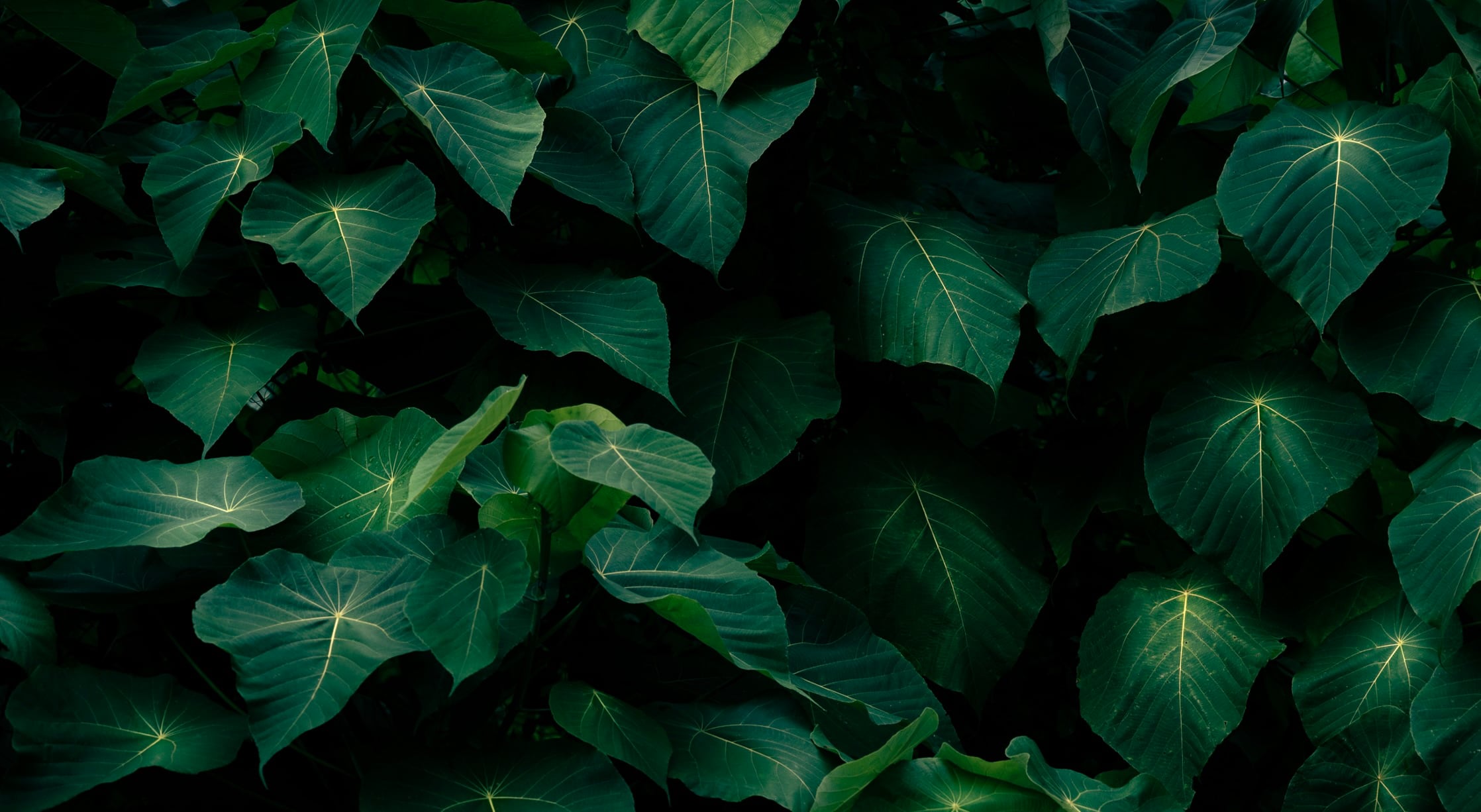 June 12: Advanced Transformative Breathwork (32 min)