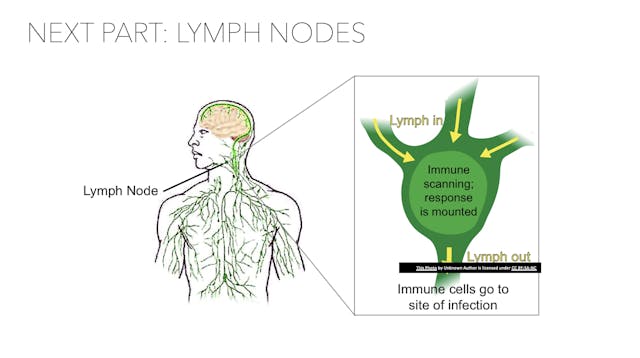 July 5: Lymphatic Breath Set