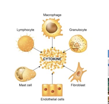 Cytokines: Pranayama for Anti-Inflamm...