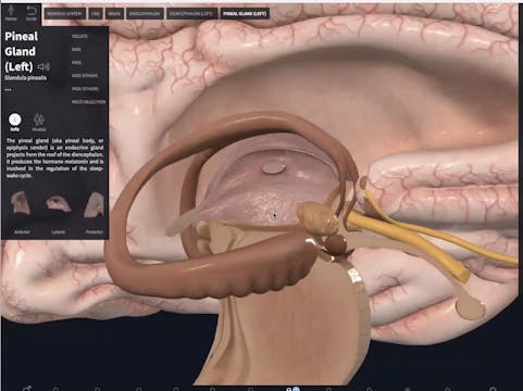 Your Brain + A Strong/Soft Breath Set...