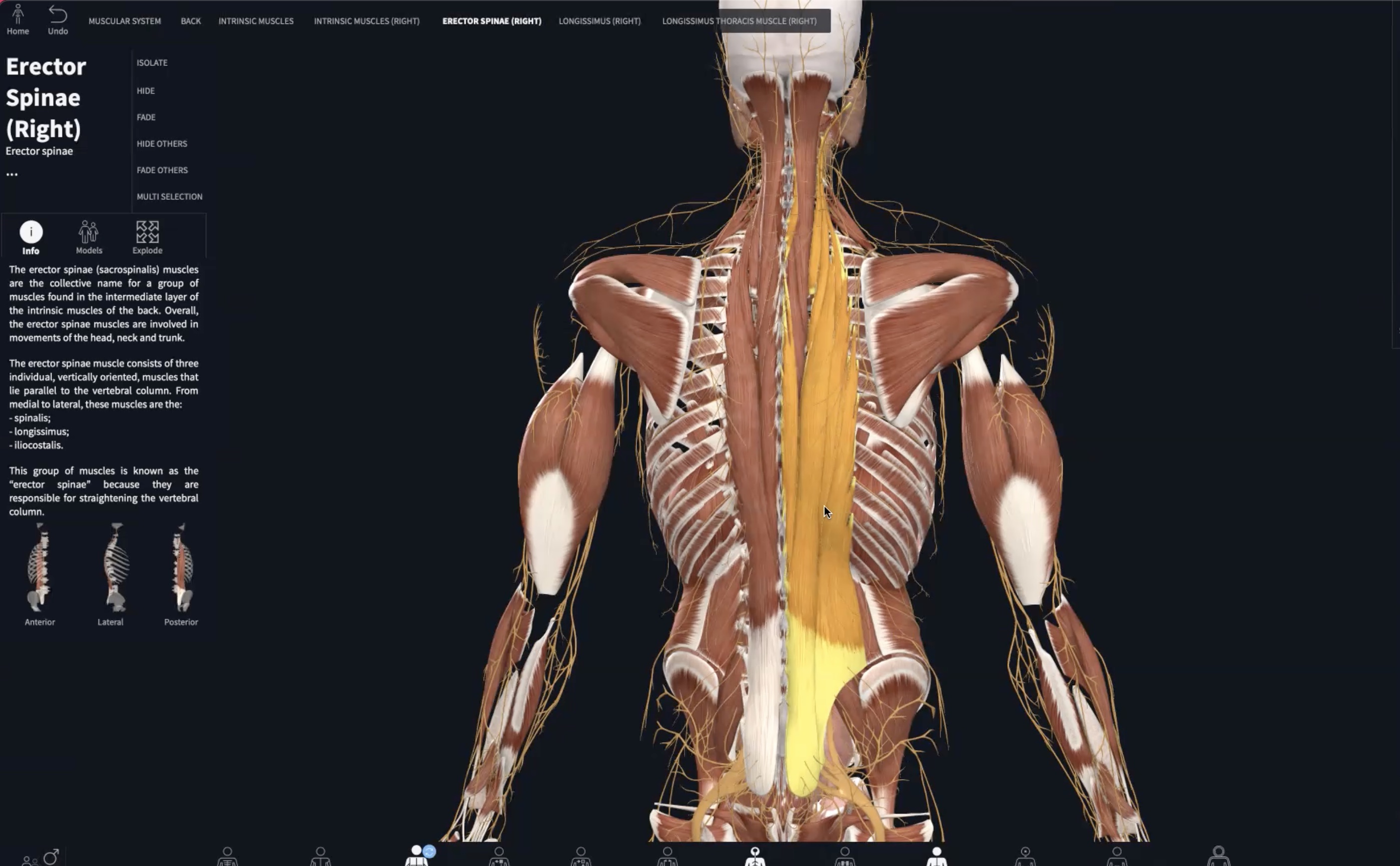 Spring Series: Backbends & Bliss (50 min)