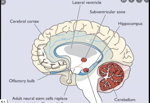 Aug 18: Breath & Neurogenesis 