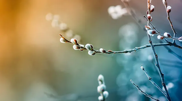 Apr 1: Advanced Breathwork (32 min)