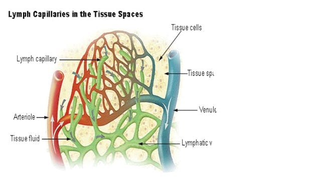 Lymphatic Breath Kriya (30 min)