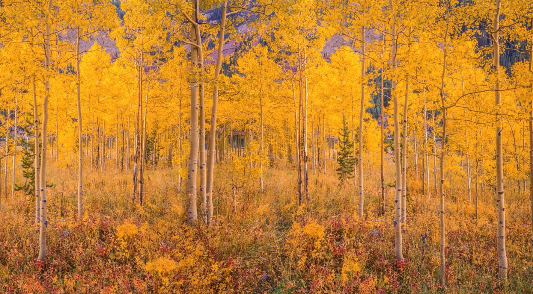 Oct 13: Advanced Breath Kriya for Elevation (30 min)