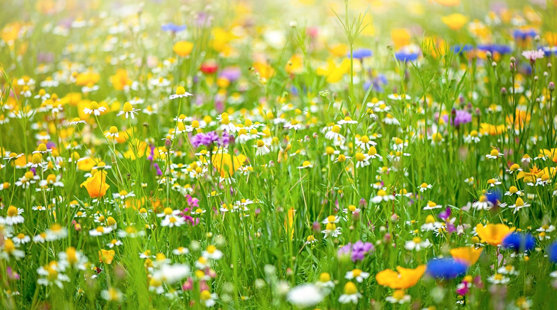 Mar 22: "Empty Cup" Advanced Breathwork (32 min)