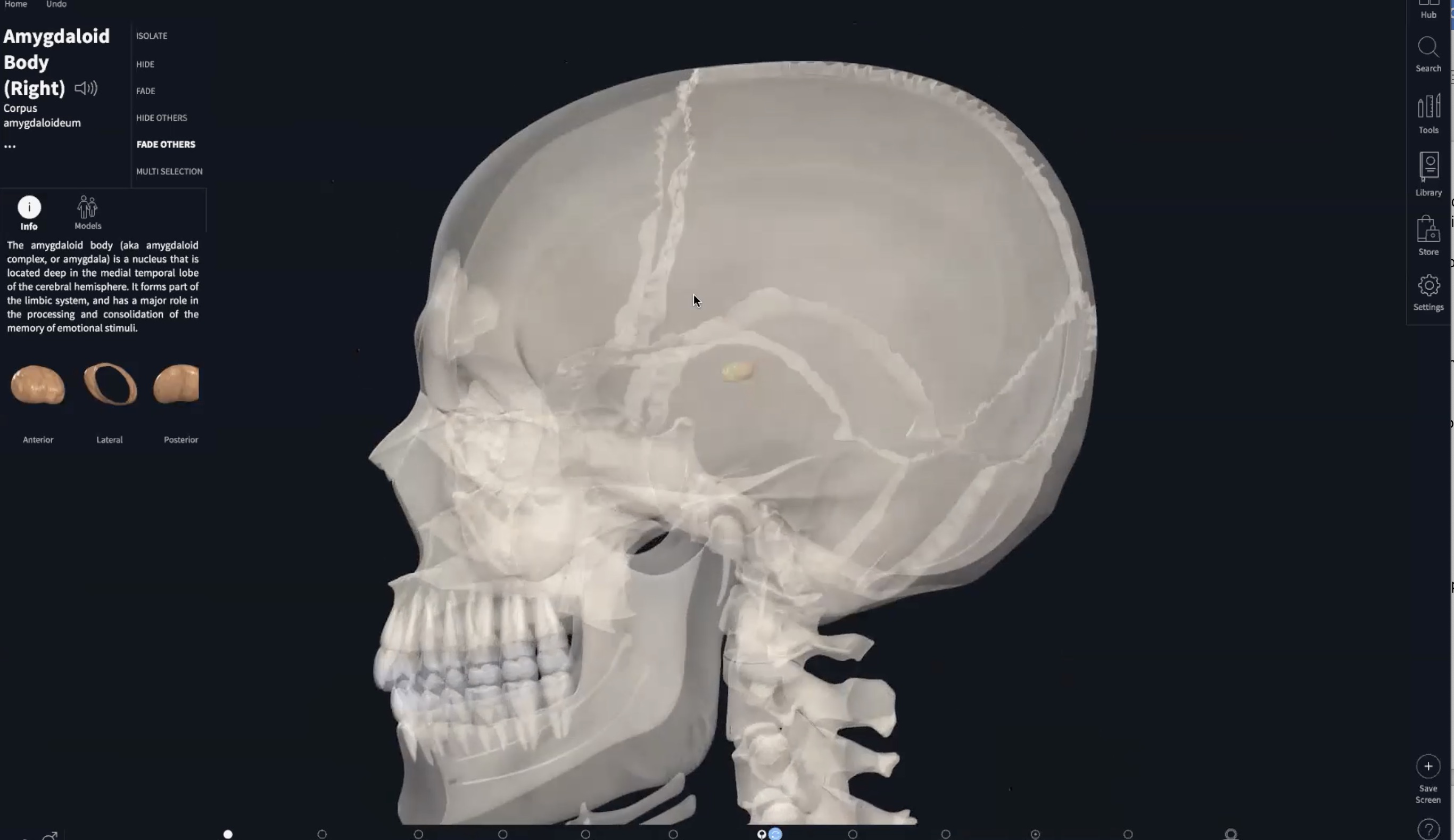 The Amygdala, Calming + Breath Practice + Asana Energetic Cueing (90 min)