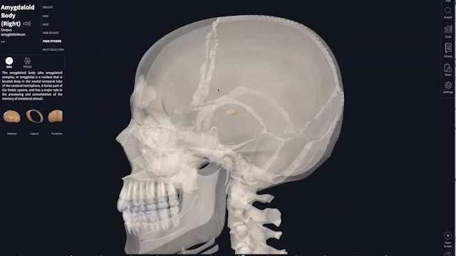 The Amygdala, Calming + Breath Practi...